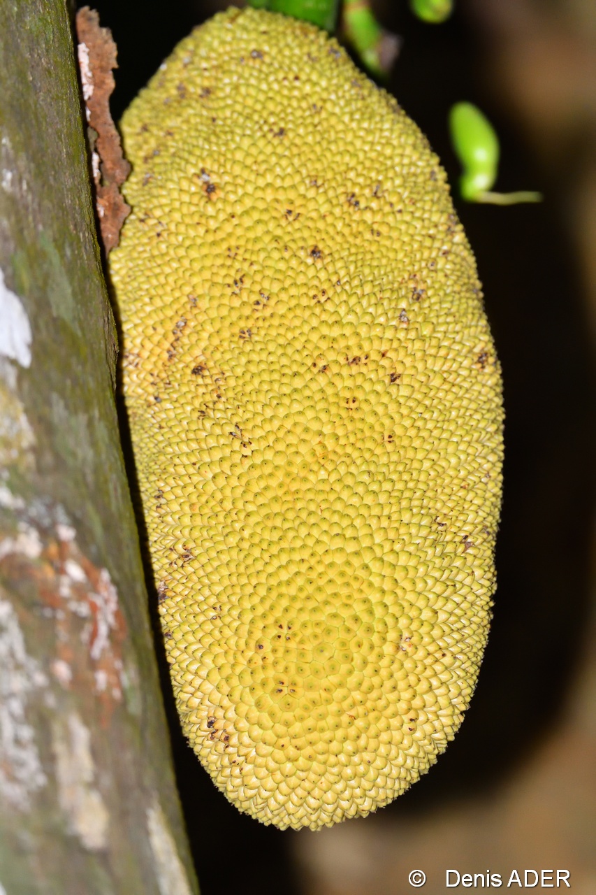 DSC_9232_01 Jack frute_tn.jpg